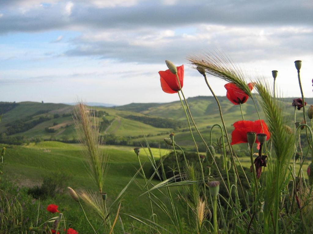Certine Agriturismo Asciano Exteriör bild